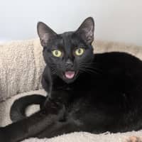 Photo of Shadow