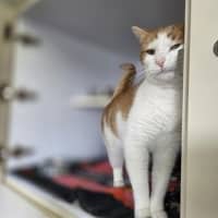Photo of Bobo