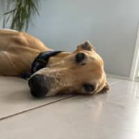 Photo of Xena   5 Year Old Greyhound