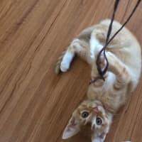 Photo of Peanut