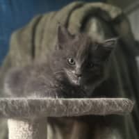 Photo of Dorian, Keegan & Stormy (Available Separately)