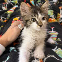 Photo of Mario ** 2nd Chance Cat Rescue**