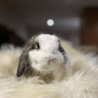 Photo of Daphne 