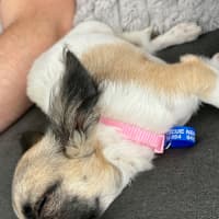 Photo of Meeka   13 Week Old Chihuahua X