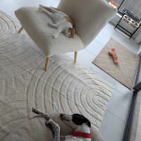 Photo of Harry, The Cat Tolerant Greyhound 