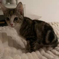 Photo of Tinkabell 