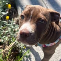 Photo of Yogi Imp 1668