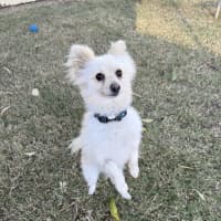 Photo of Herbie