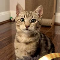Photo of Puddles