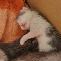 Photo of Bobbin   Located In Somerville