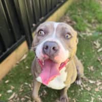 Photo of Aggie