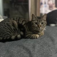Photo of Forest   Tabby