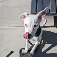 Photo of Dapple