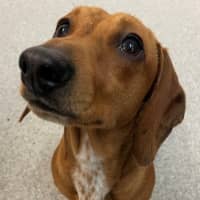 Photo of D1183 Dwayne