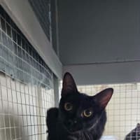 Photo of Purrcival