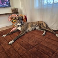 Photo of Ruby, The Greyhound