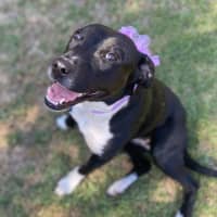 Photo of Pepper Imp 2357