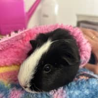 Photo of Poppy