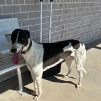 Photo of Marshmallow