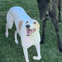 Photo of Cleo, The Greyhound