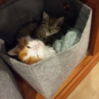 Photo of Zuma (With Flash)