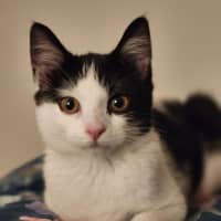 Photo of Sponge   Located In Avondale Heights