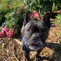 Photo of Vintage Wensleydale