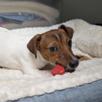 Photo of Rocket