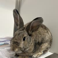 Photo of Coffee Bean