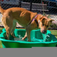 Photo of Goldie
