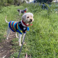 Photo of Tinkerbell Kumara