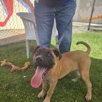 Photo of Chico