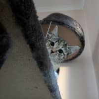 Photo of Mouse 