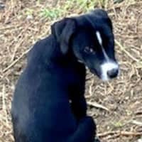 Photo of Cody 😎 8 Month Old Male Mixed Breed