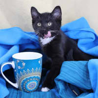 Photo of Momo