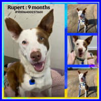 Photo of Rupert