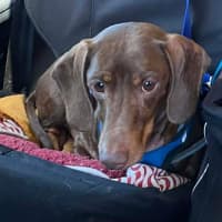 Photo of Bentley And Paulina