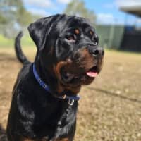 Photo of Bongo