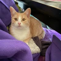 Photo of Lady Daphne* 9 Lives Project Rescue*