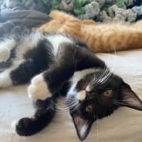 Photo of Leto **2nd Chance Cat Rescue**