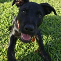 Photo of Oscar   4 Month Old Kelpie X Wolfhound