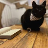 Photo of Buddy N Kitty