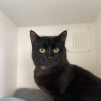 Photo of 🏴‍☠️ Henry 5431 🏴‍☠️