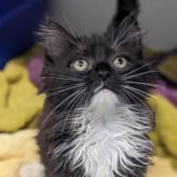 Photo of Gizmo
