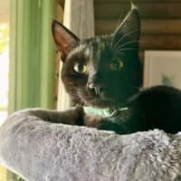 Photo of Cici