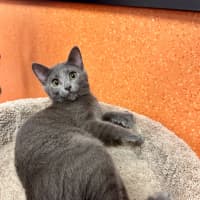 Photo of Nimbus