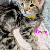 Photo of Gwen Meet Me@Petstock Chelsea Store