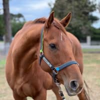 Photo of Miss Nibbles