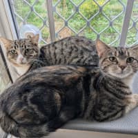 Photo of Miette And Blossom