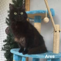 Photo of Ares